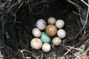 Nest Eggs