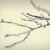 snow branch