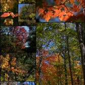 Autumn Colours