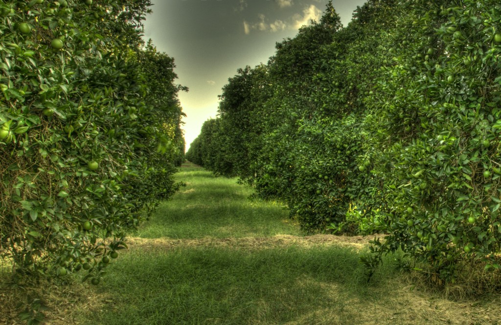 Lime Trees