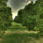 Lime Trees