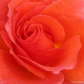 orange rose