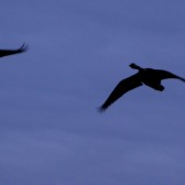 Photo by Stewart Antler