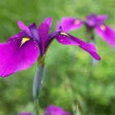 Iris