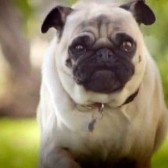 pug
