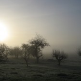 foggy morning