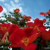More wild roses