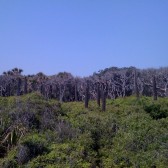hanna park