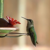 hummingbird