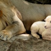 Lion and Lamb-1