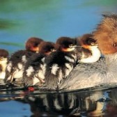 mother