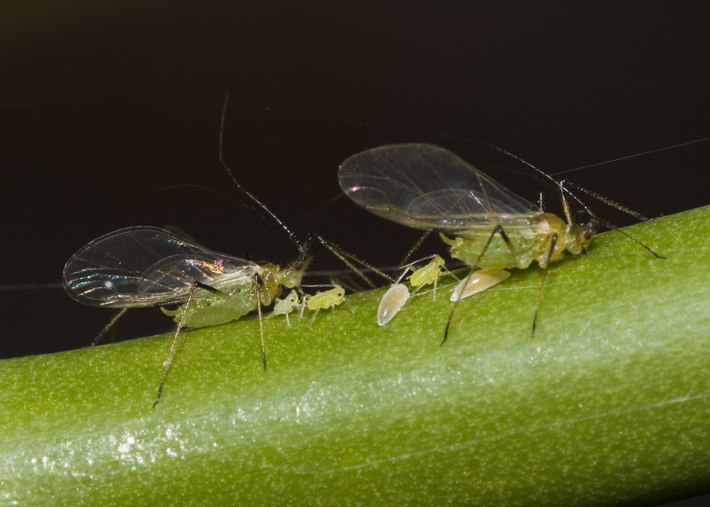 Aphid Family