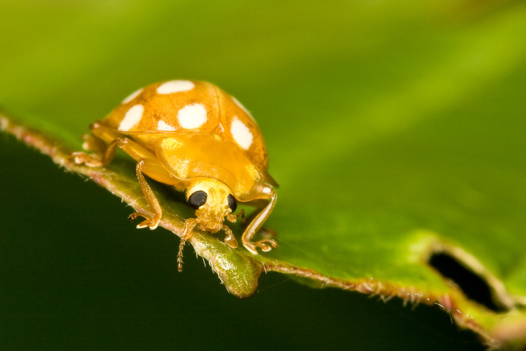Ladybird
