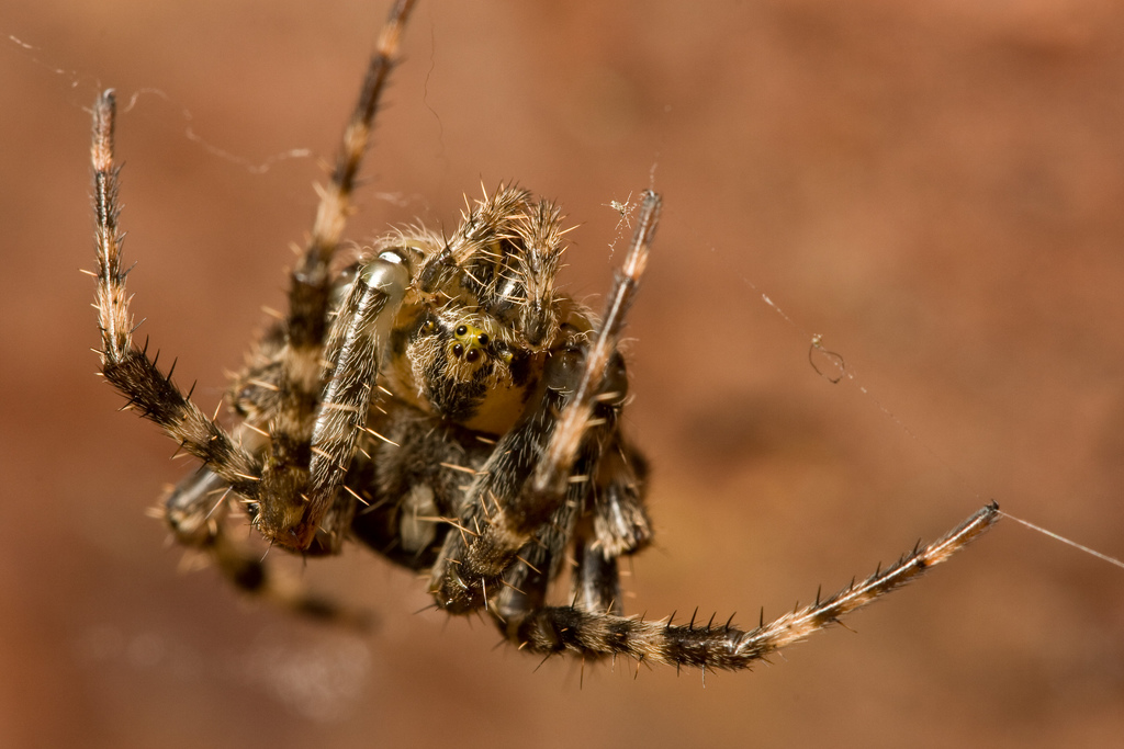 Spider
