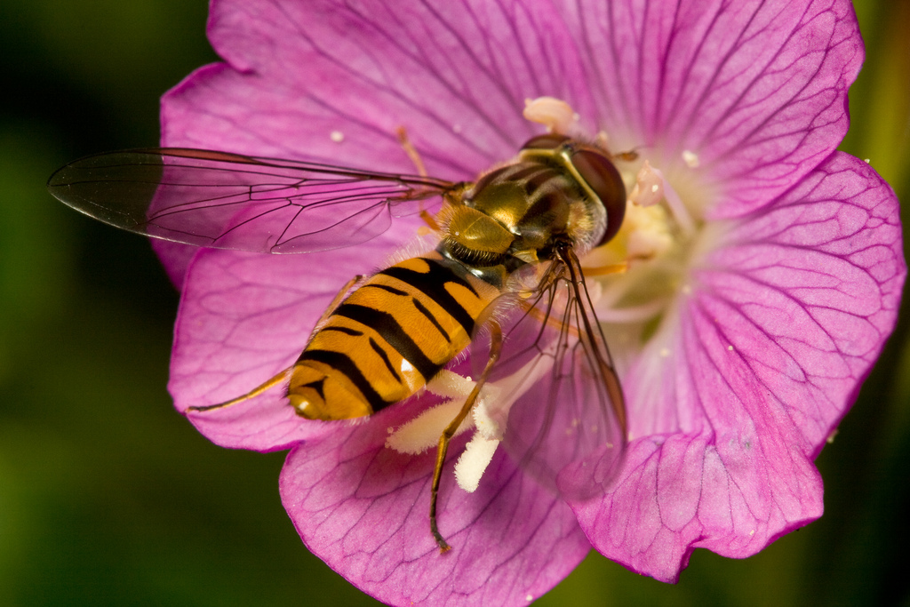 A Hoverfly