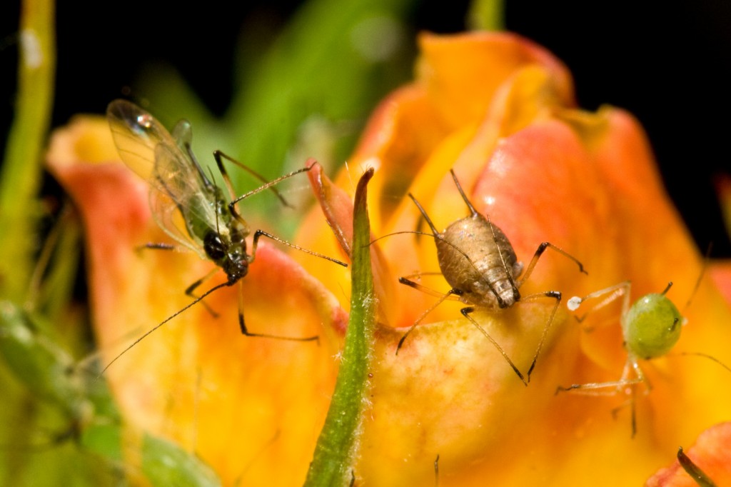 Aphids on a rose