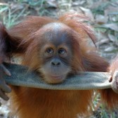 15 Monkey