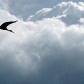 Flight