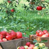 fruit-apples-apple-tree-wallpapers-1440x900