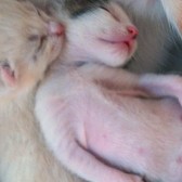 best-picture-gallery-cats-kittens-txkimmers