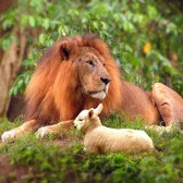 lion lamb