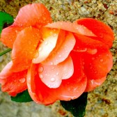 rose