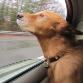 dog heaven 2