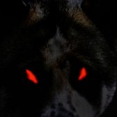 Close up of face of a purebred Akita dog.