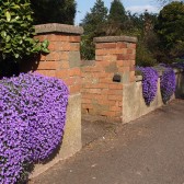 Talented gardeners on our street
