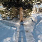 forked road