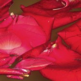 Rose petals in water