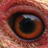 chicken eye