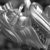flower2