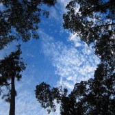pinetrees