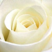 whiterose2
