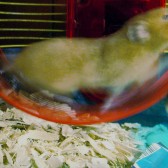 hamster