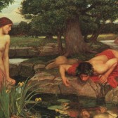 Narcissus
