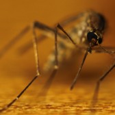 mosquito