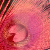 red peacock feather