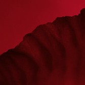 rose petal