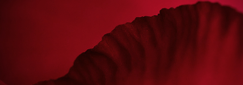 rose petal