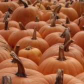 pumpkins