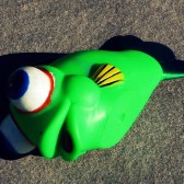 fish out of water