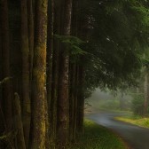 forest trail