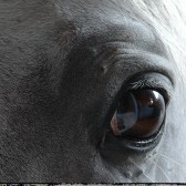 horse (1 of 1)