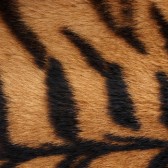 tiger fur