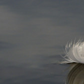 feather
