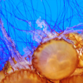 jelly fish
