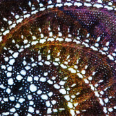 vortex shawl