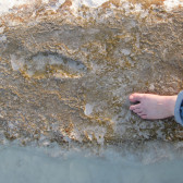 footprint